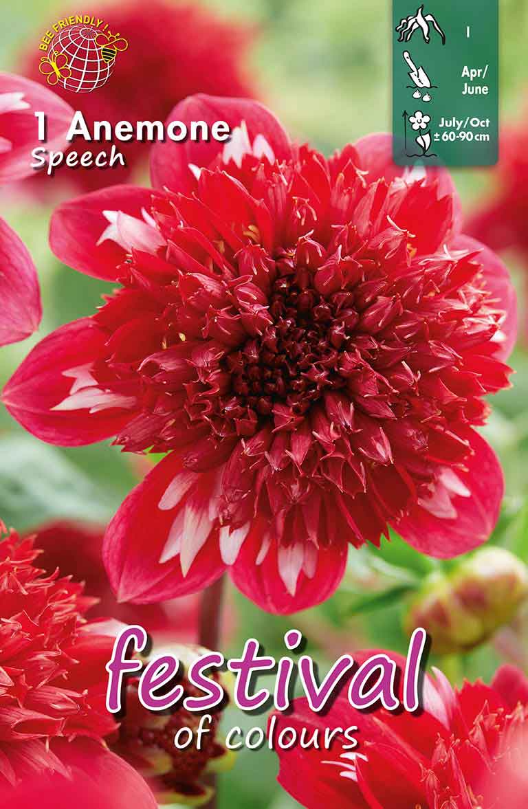 Dahlia Speech Anemone flowered