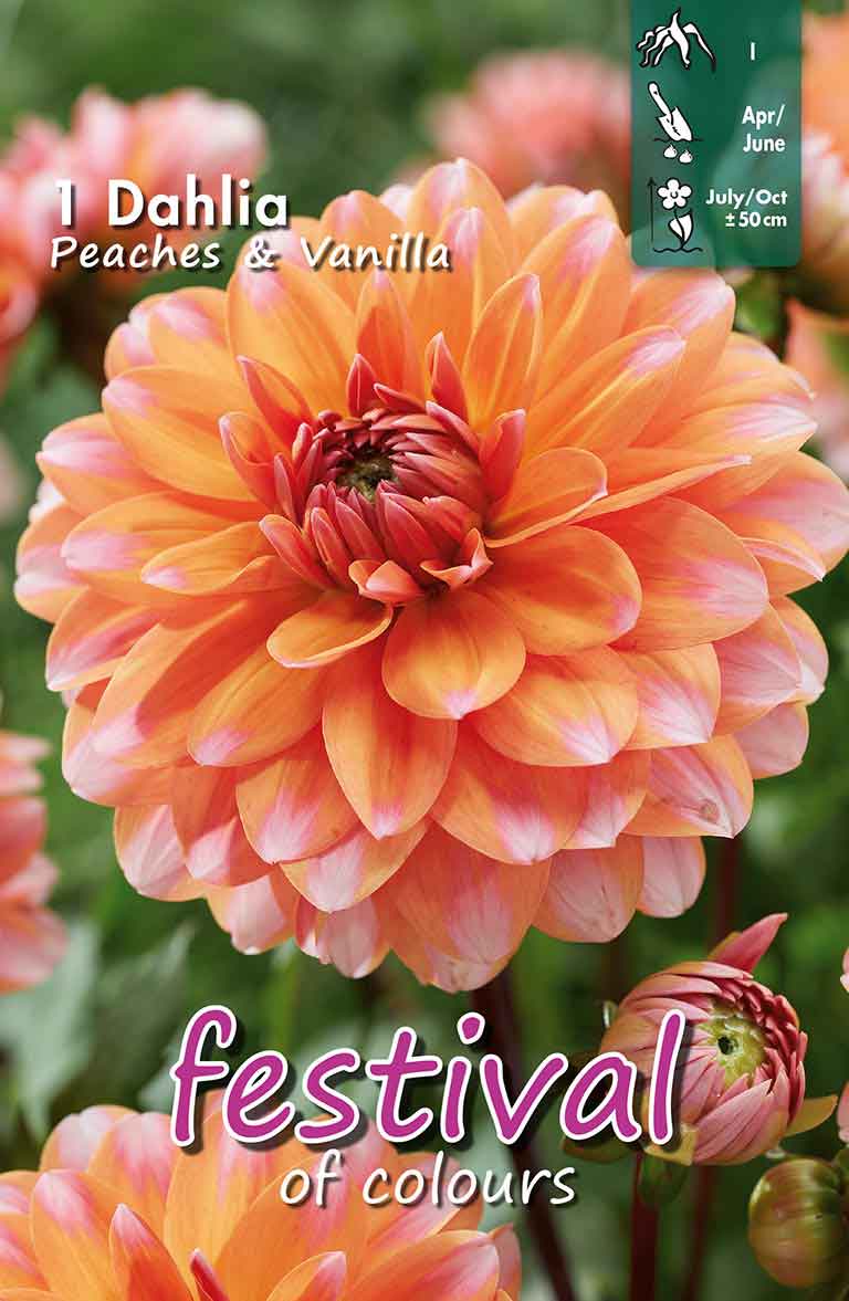 Dahlia Peaches & Vanilla Decorative Dwarf