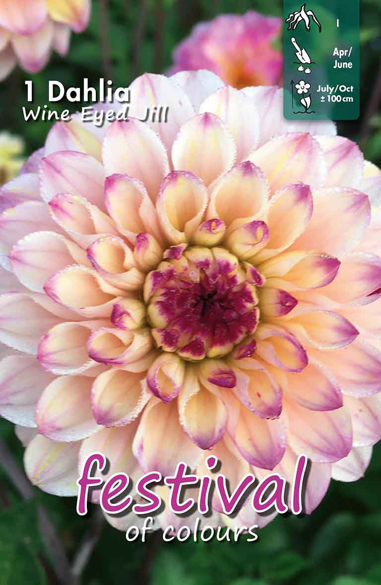 Dahlia Wine Eyed Jill Ball