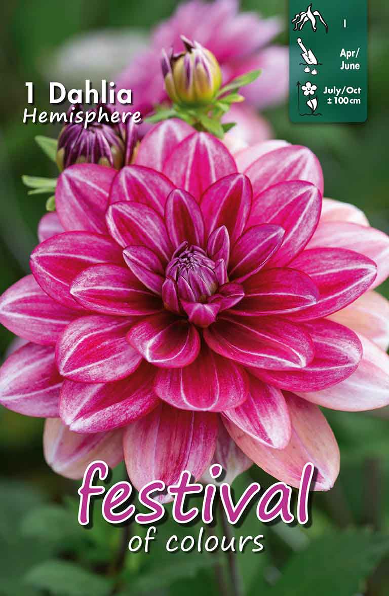 Dahlia Hemisphere Decorative Small-flowerd