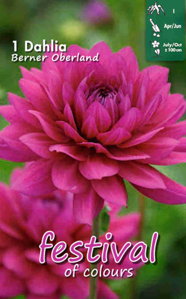 Dahlia 'Berner Oberland Decorative'