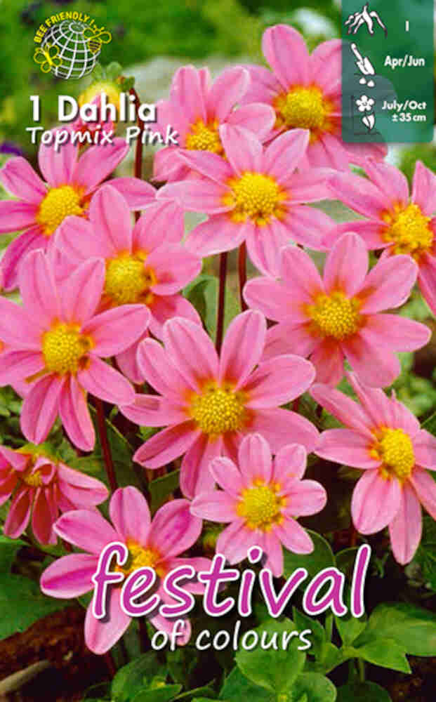 Dahlia Pink Topmix