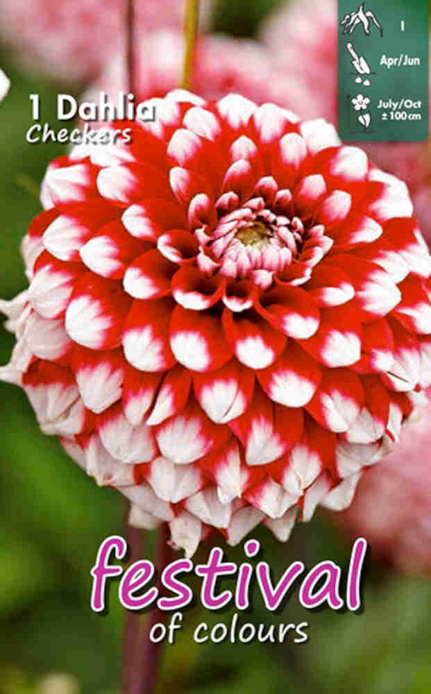 Dahlia Checkers Ball