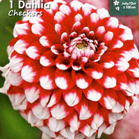 Dahlia Tofarvet