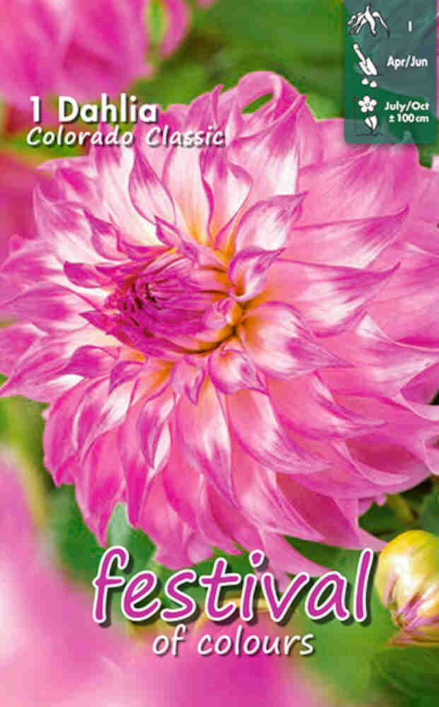 Dahlia Colorado Classic Decorative