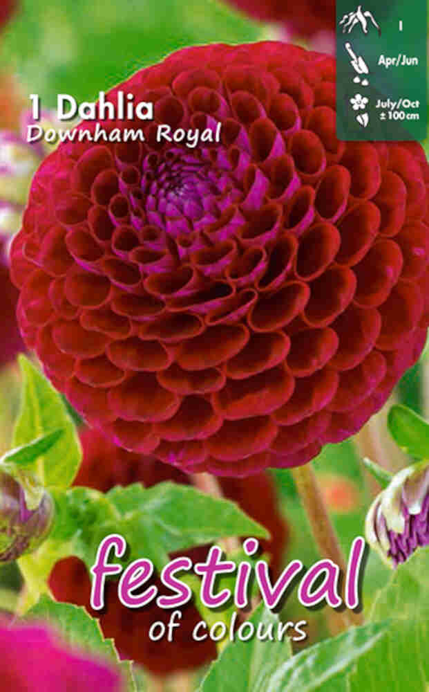 Dahlia Downham Royal Pompon