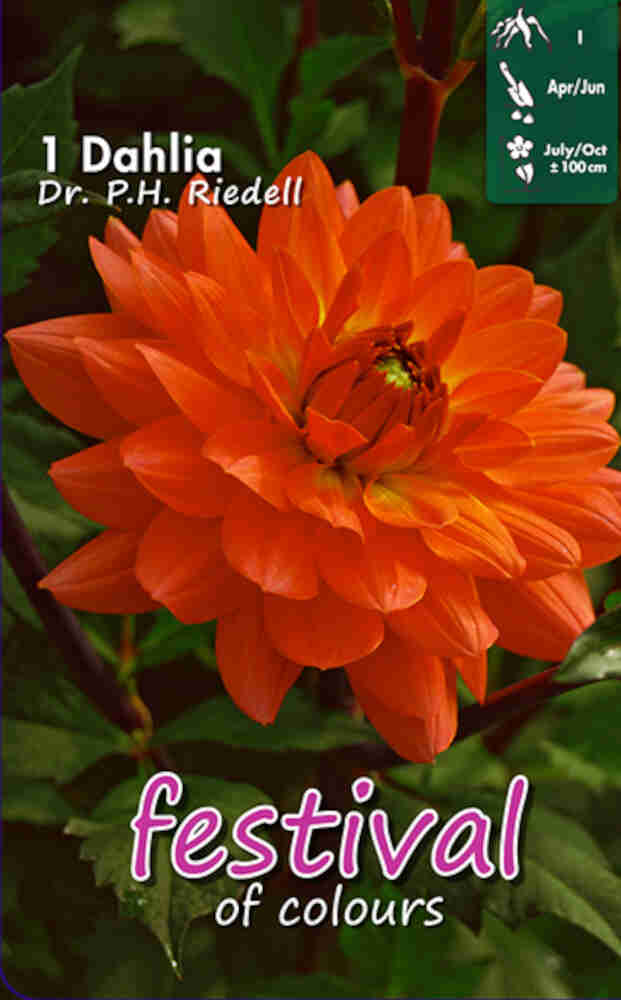 Dahlia Dr. P.h. Riedell Decorative