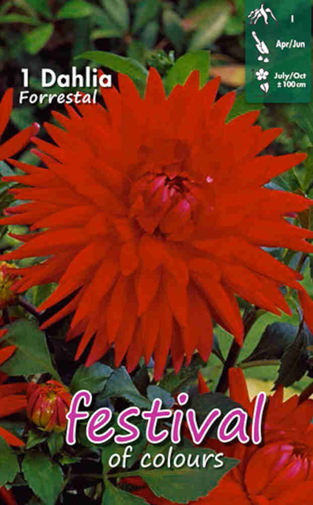 Dahlia Forrestal (Semi)Cactus