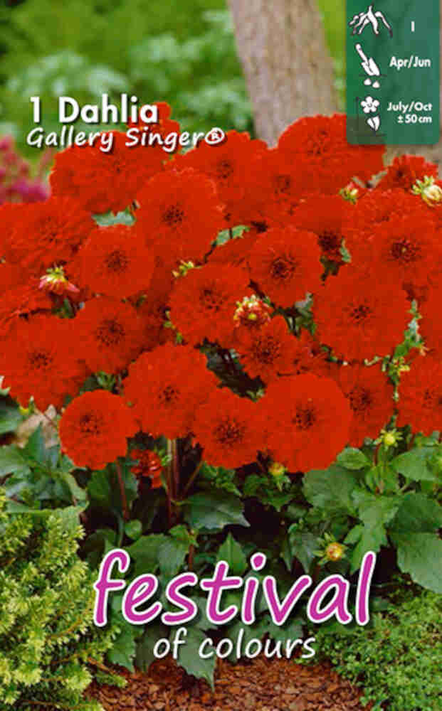 Dahlia Gallery Singer Decorative