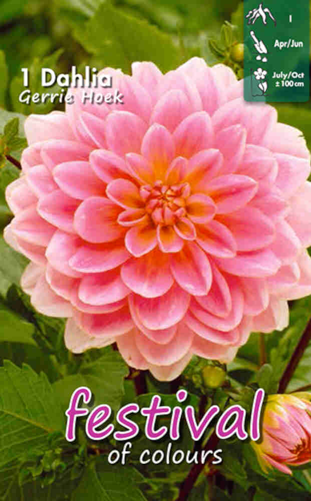 Dahlia Gerrie Hoek Decorative