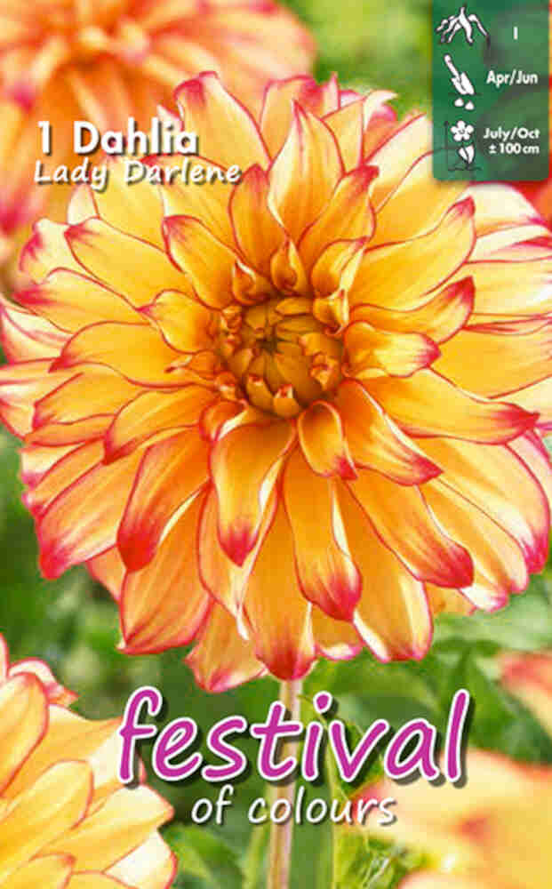 Dahlia Lady Darlene Decorative