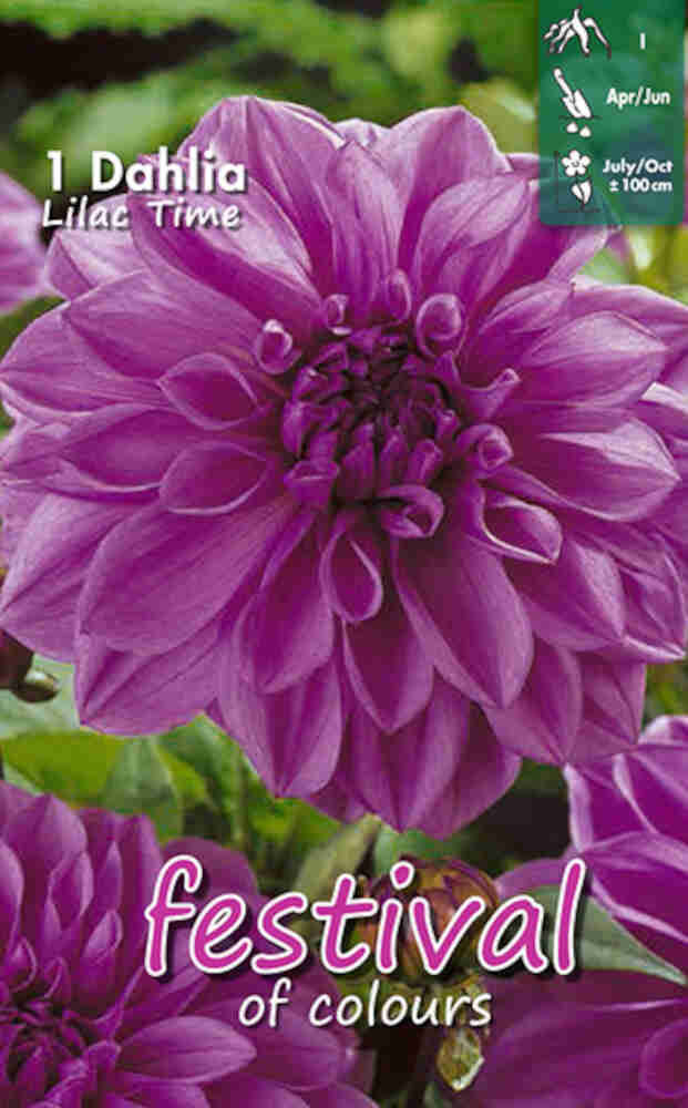 Dahlia 'Lilac Time Decorative'