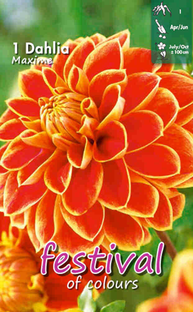 Dahlia Maxime Decorative