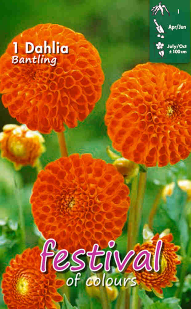 Dahlia 'Bantling Ball', Mini pompon