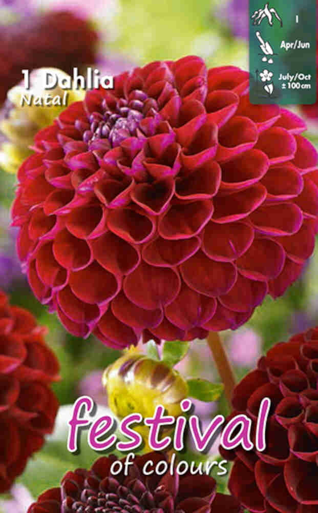 Dahlia  Natal - Mini pompom