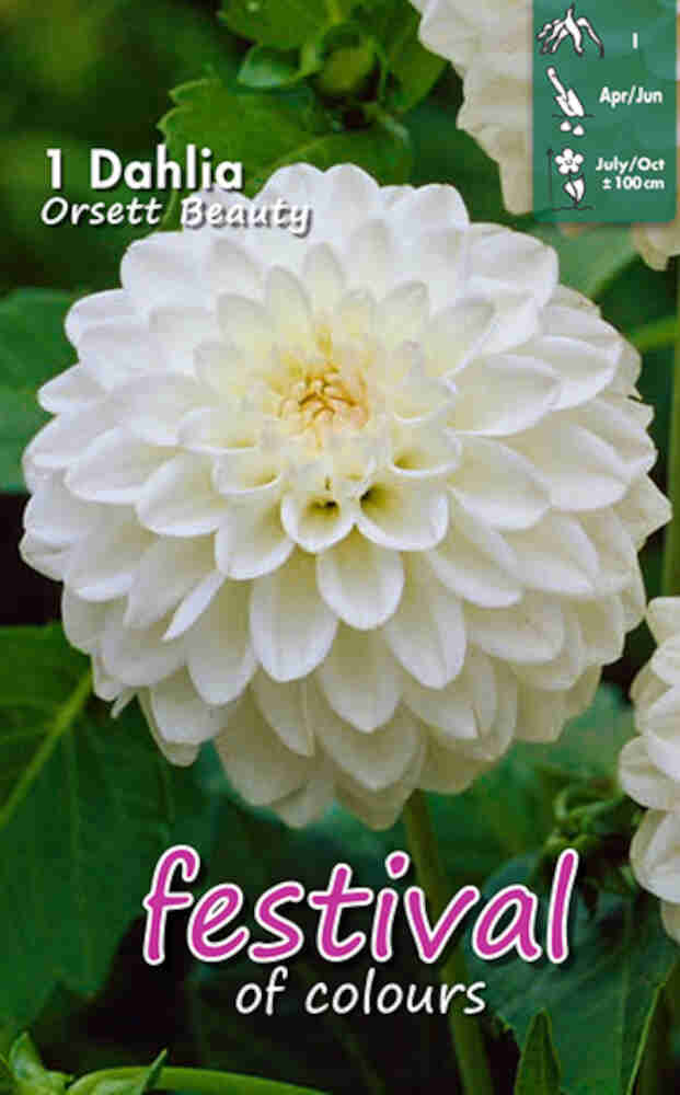 Dahlia Orsett Beauty Pompon