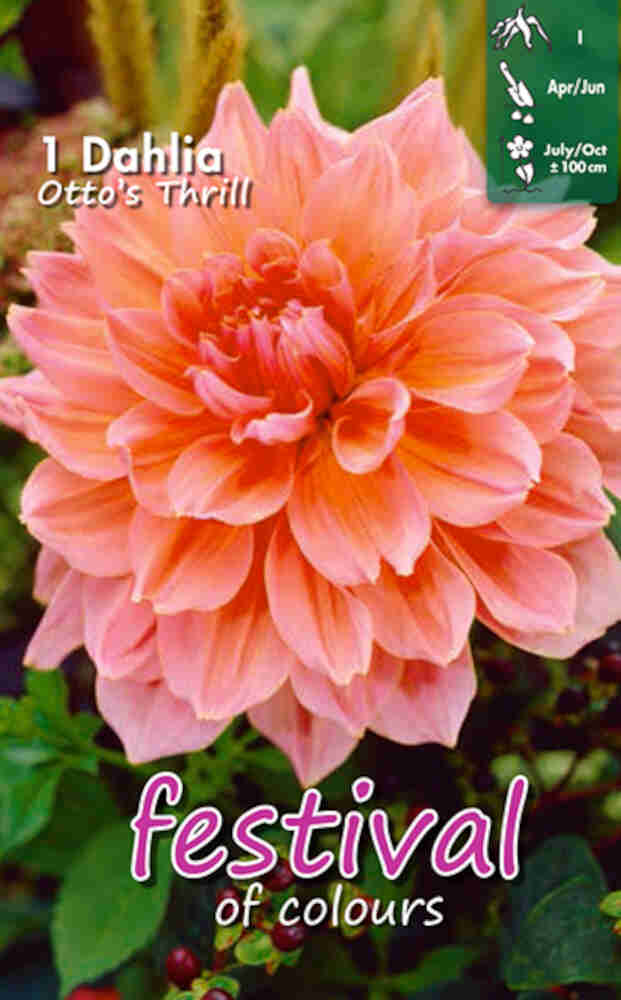 Dahlia 'Otto's Thrill - dinnerplate