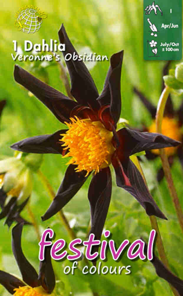 Dahlia Veronne's Obsidian