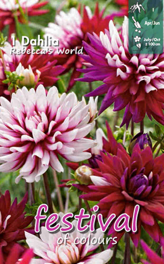 Dahlia Rebecca's World Decorative