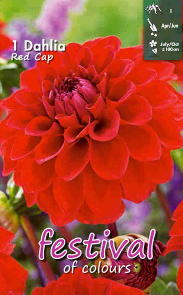 Dahlia Red Cap Ball