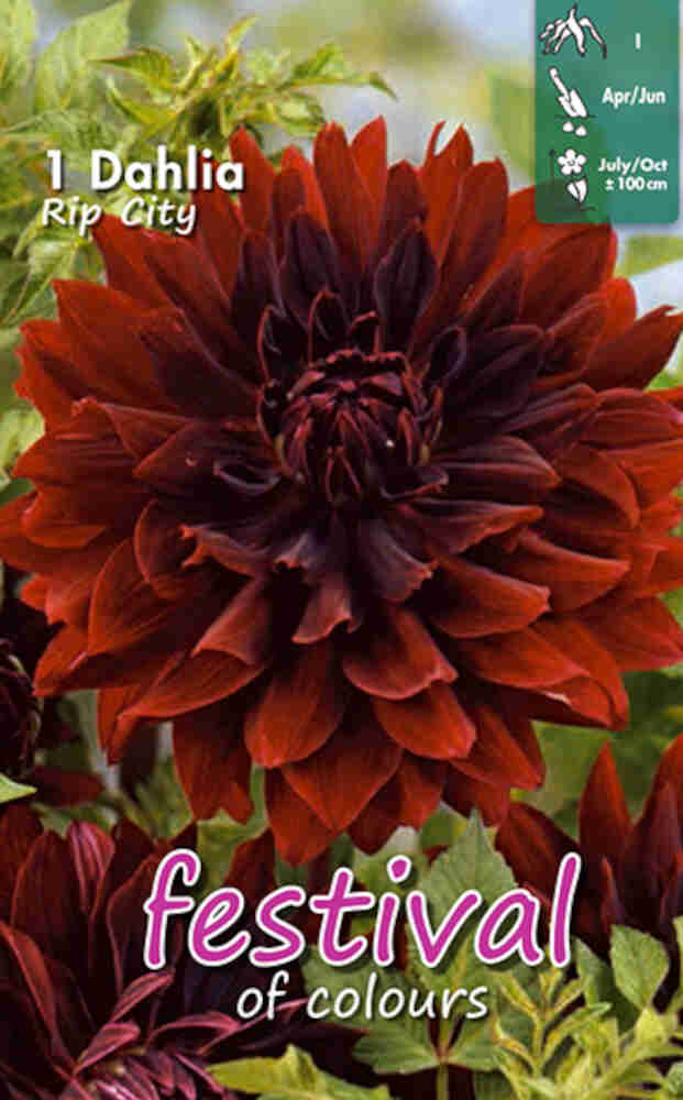 Dahlia 'Rip City Cactus'