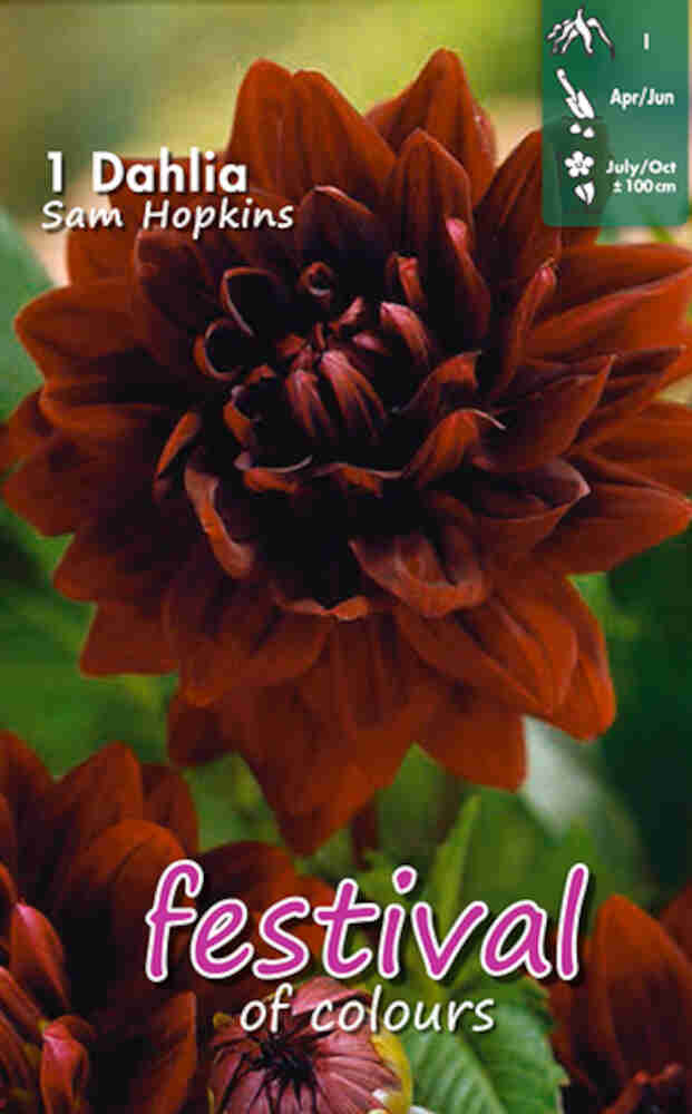 Dahlia 'Sam Hopkins Decorative'