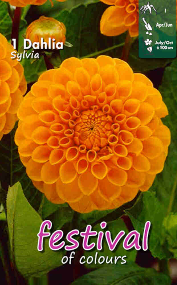 Dahlia Sylvia Ball