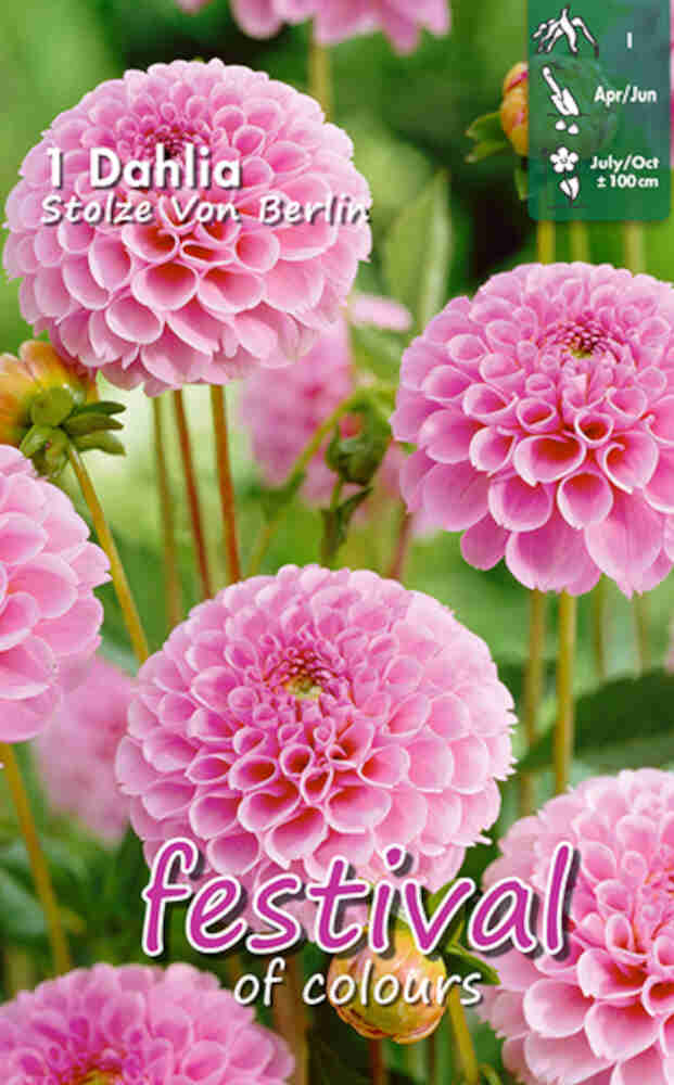 Dahlia 'Stolze Von Berlin' - Mini Pompon