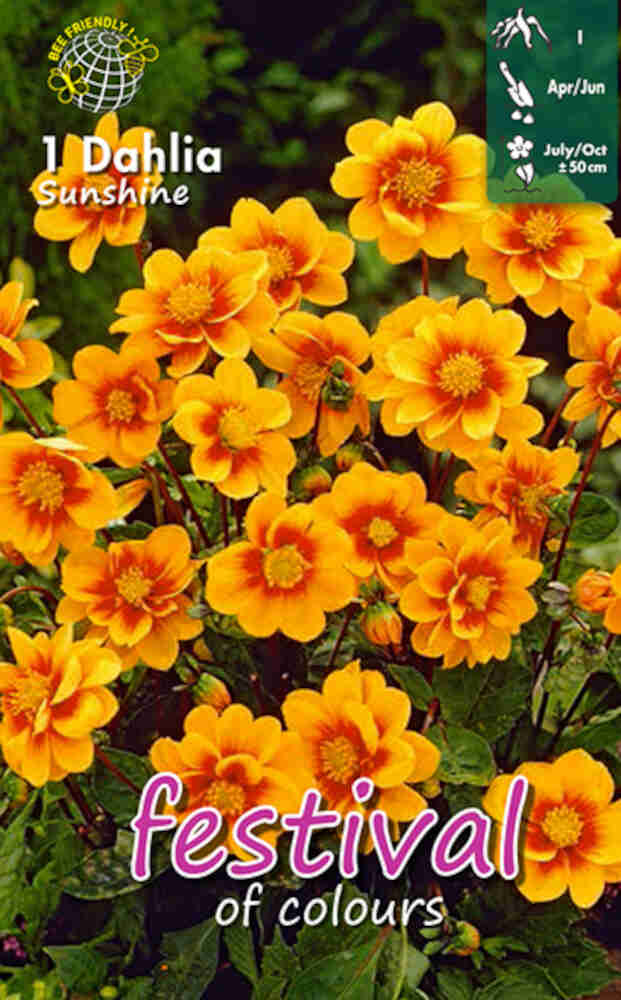 Dahlia Sunshine Mignon