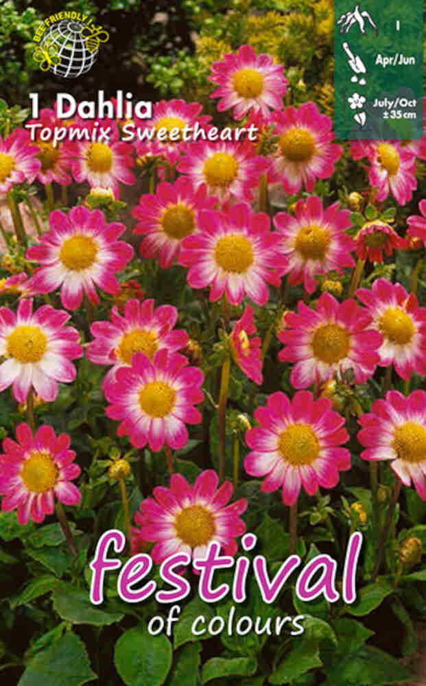 Dahlia Sweetheart Topmix