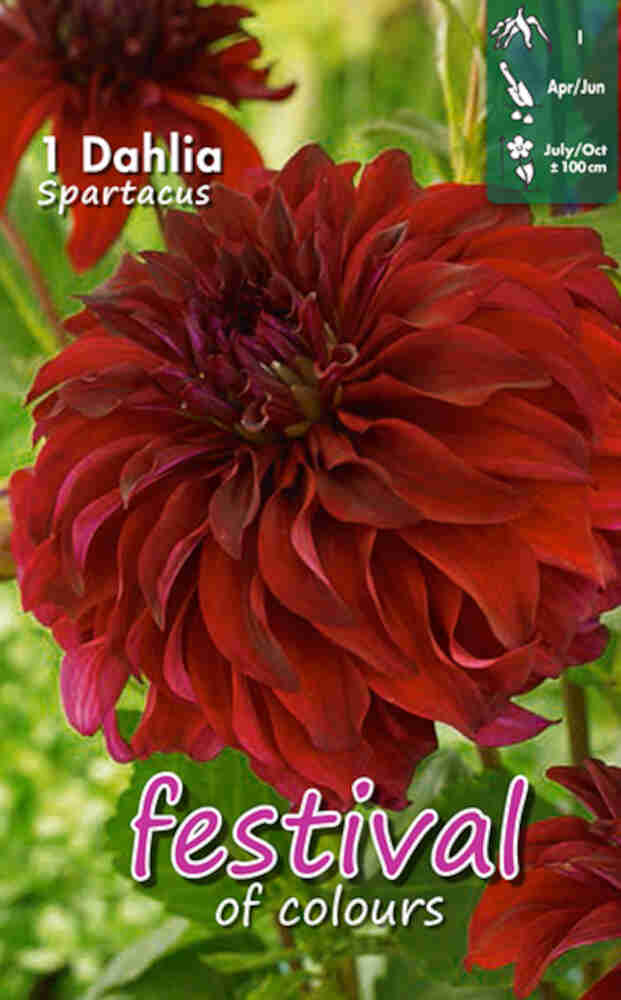 Dahlia Spartacus Decorative