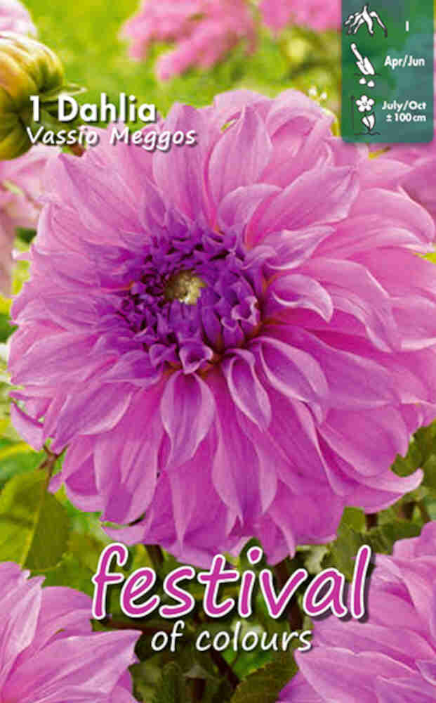 Dahlia Vassio Meggos Decorative