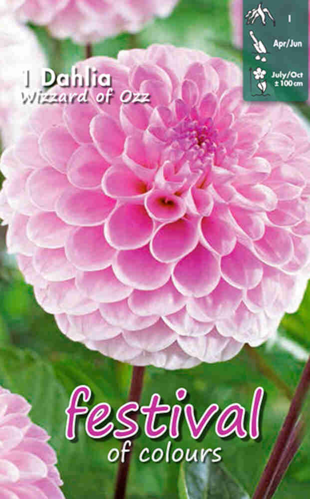 Dahlia pompon Wizard of Oz Ball