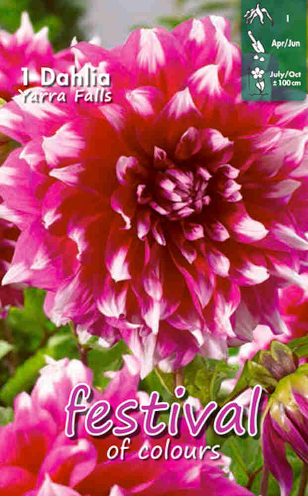 Dahlia Yarra Falls Decorative