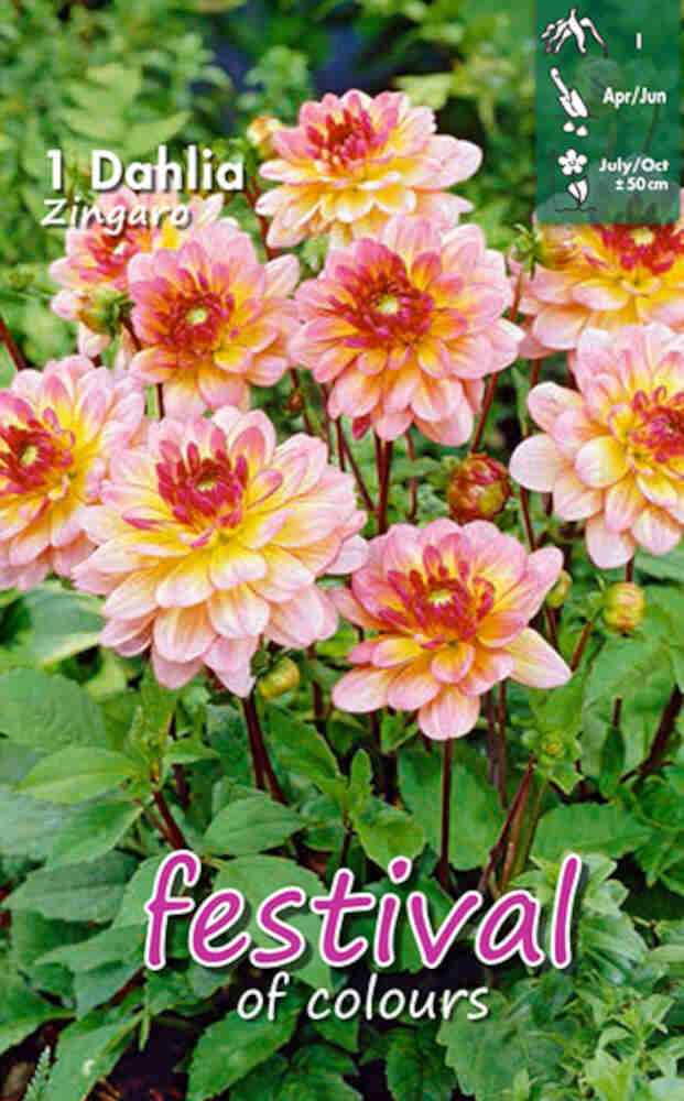 Dahlia Zingaro Decorative