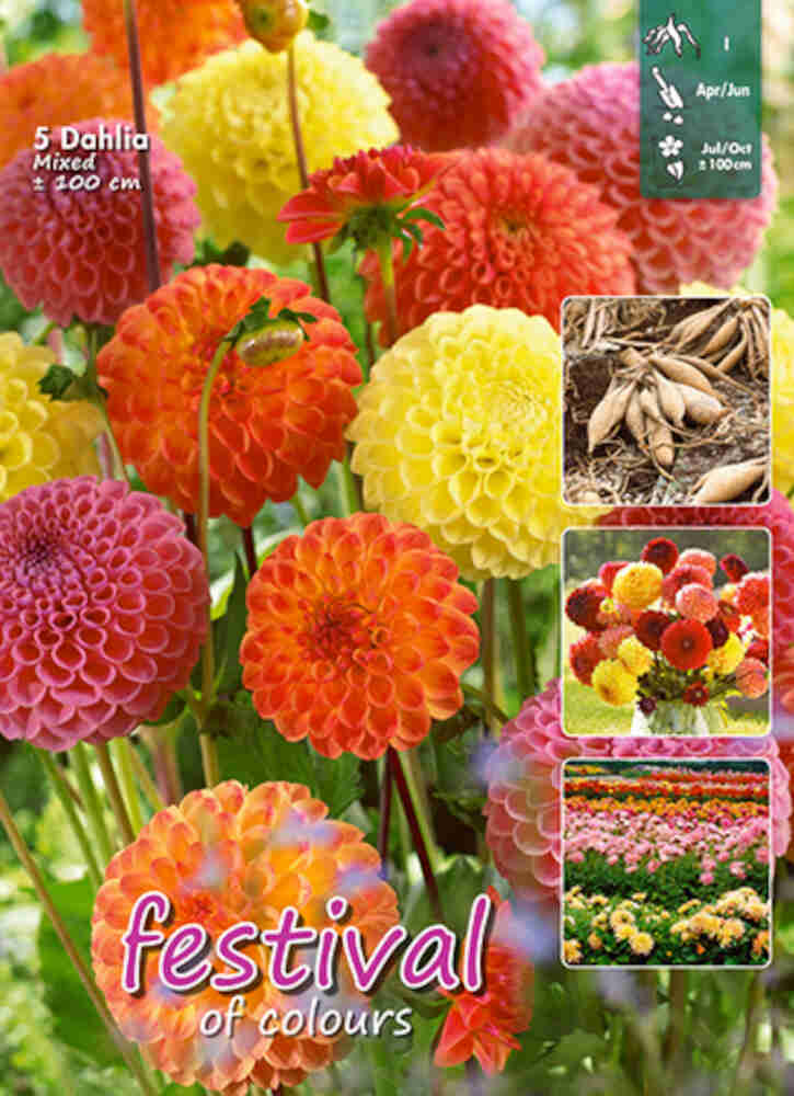 Dahlia Mixed Pompon (x16x5) I *659372*