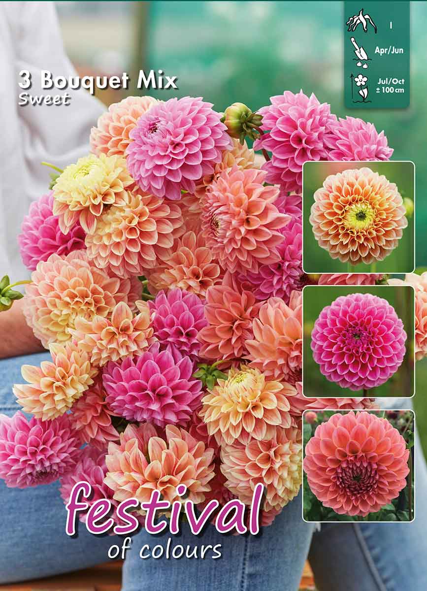 Dahlia Sweet Bouquet Collection 100cm Ball