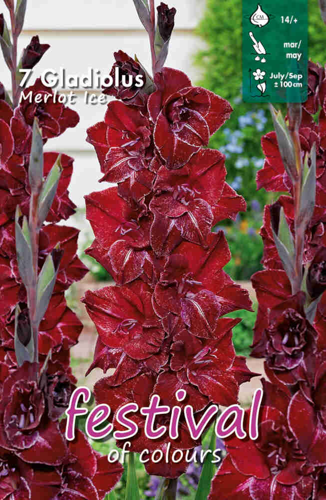 Gladiolus Merlot  Ice, Storblomstret - 7 stk - 14+