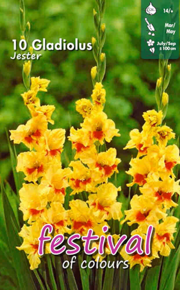 Gladiolus Jester - Storblomstret - 10 stk. - 14+