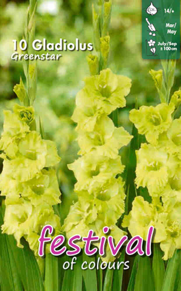 Gladiolus Greenstar - Storblomstret, 10 stk - 14+