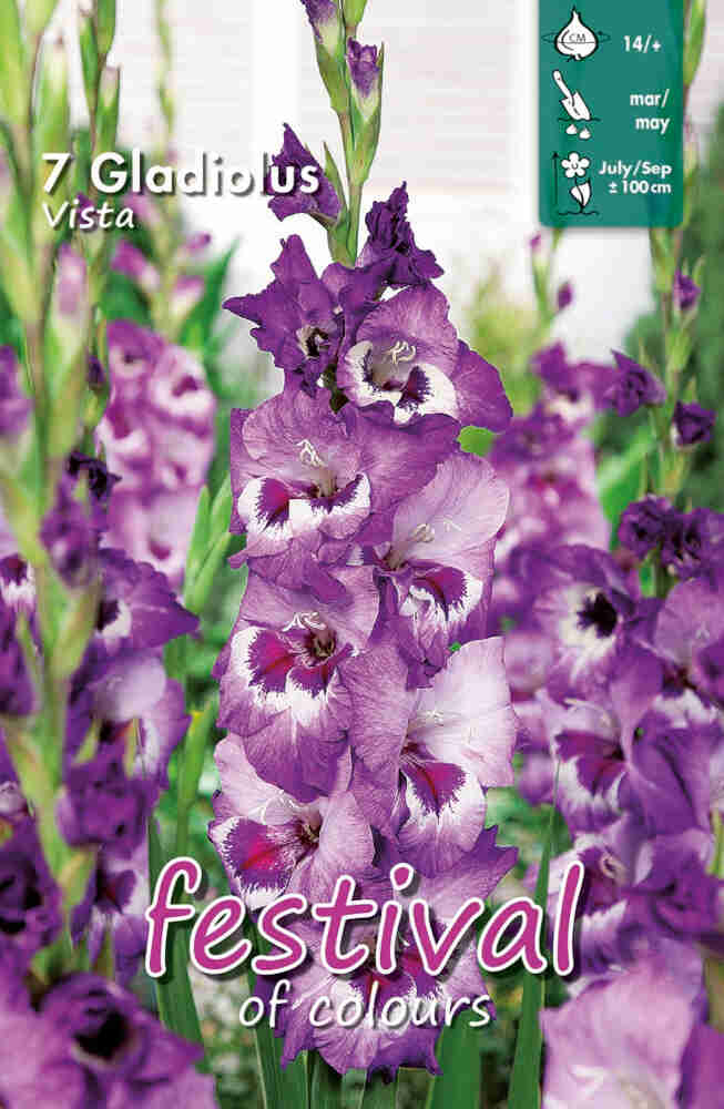 Gladiolus Vista, Storblomstret - 7 stk - 14+