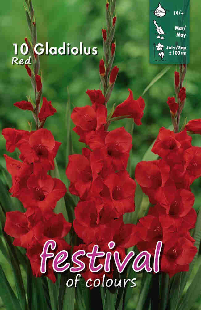 Gladiolus Red (x10x10) 14/+ *660620*