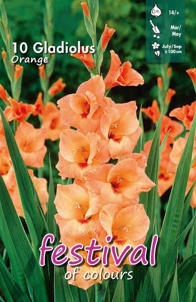 Gladiolus Orange (x10x10) 14/+ *660637*