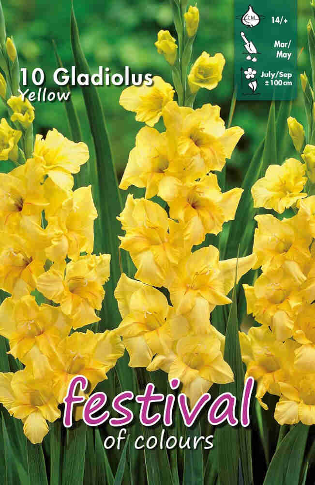 Gladiolus Yellow (x10x10) 14/+ *660644*