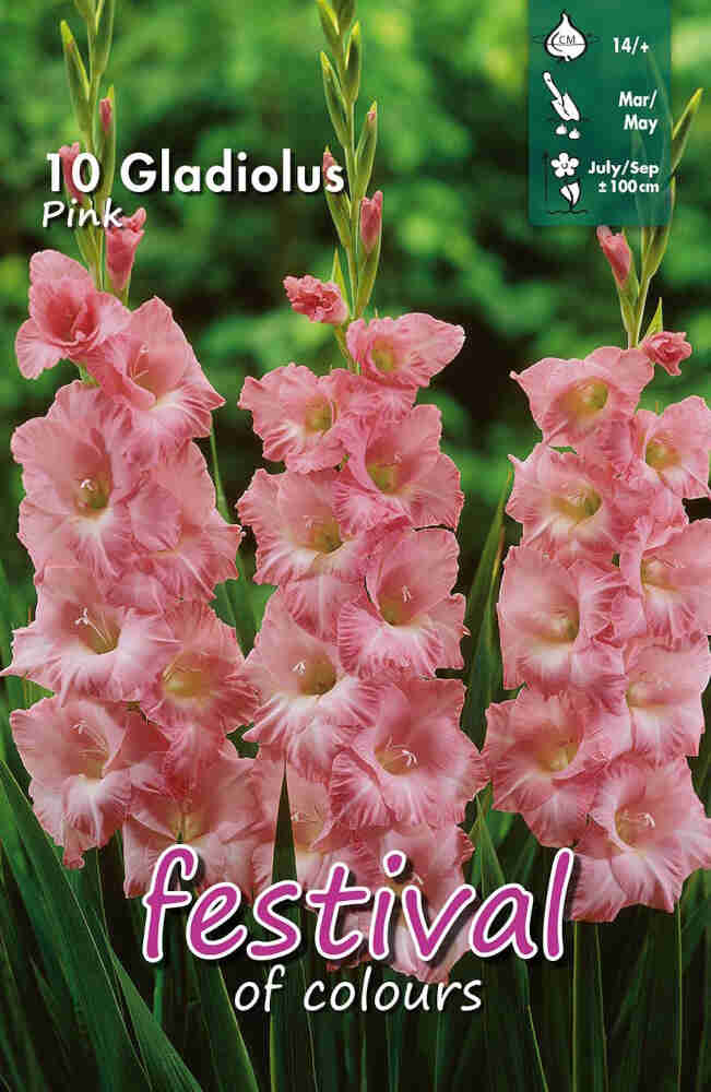 Gladiolus Pink (x10x10) 14/+ *660668*