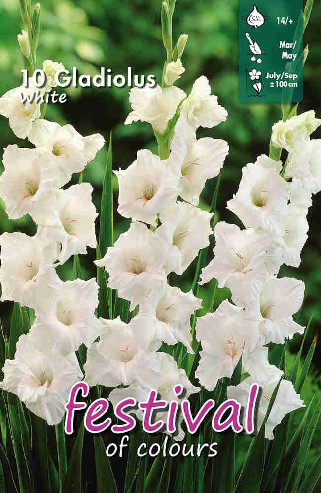 Gladiolus White (x10x10) 14/+ *660699*