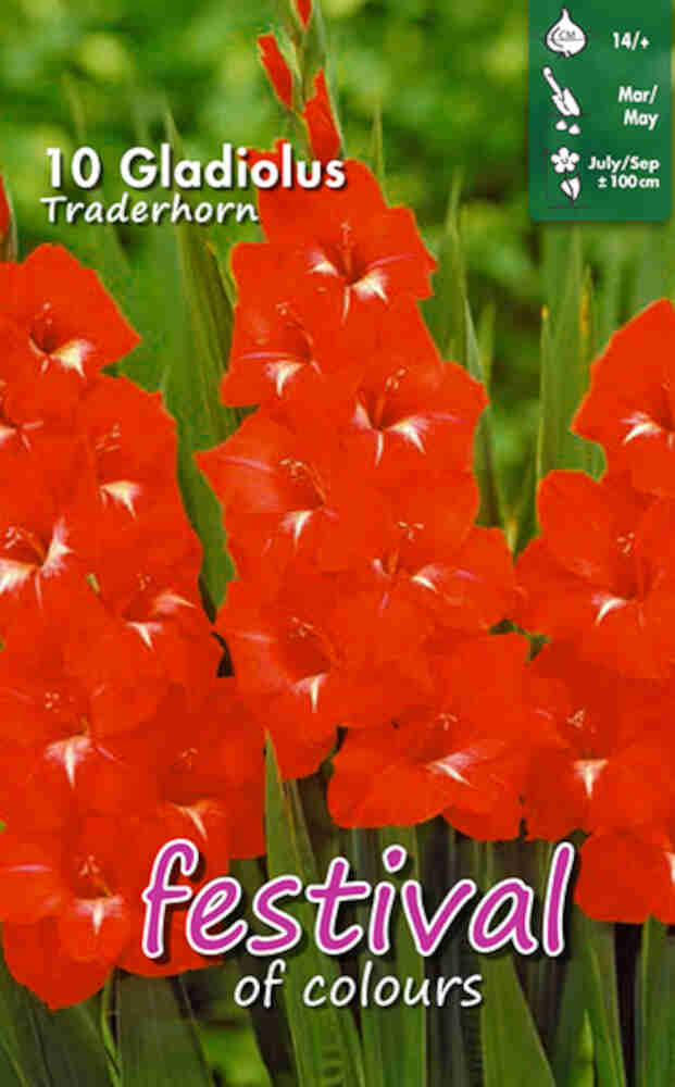 Gladiolus Traderhorn - Storblomstret - 10 stk - 14+