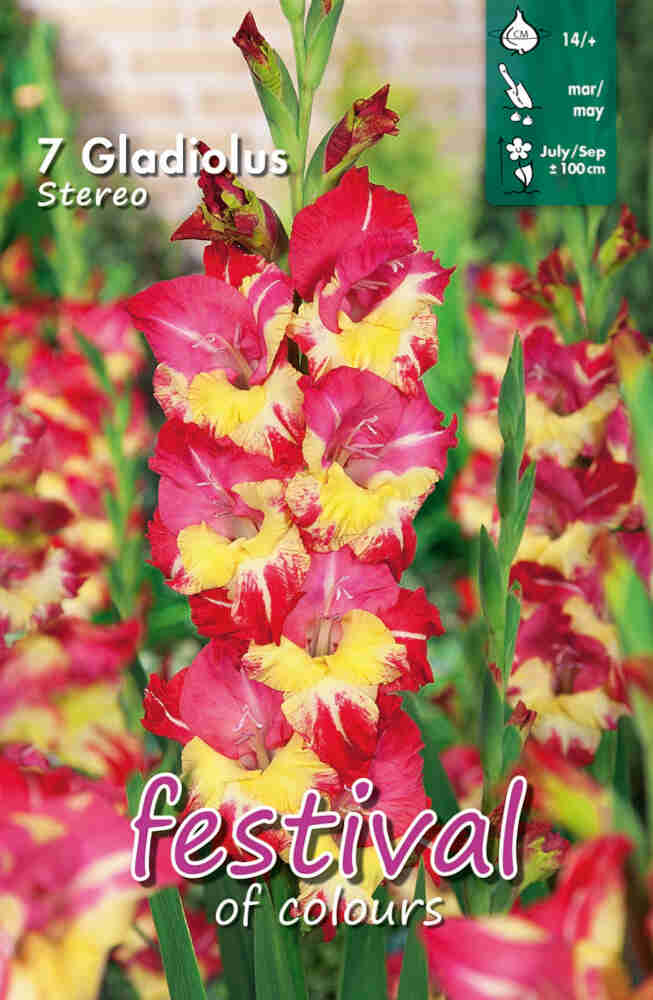 Gladiolus Stereo (x10x7) 14/+ *660903*