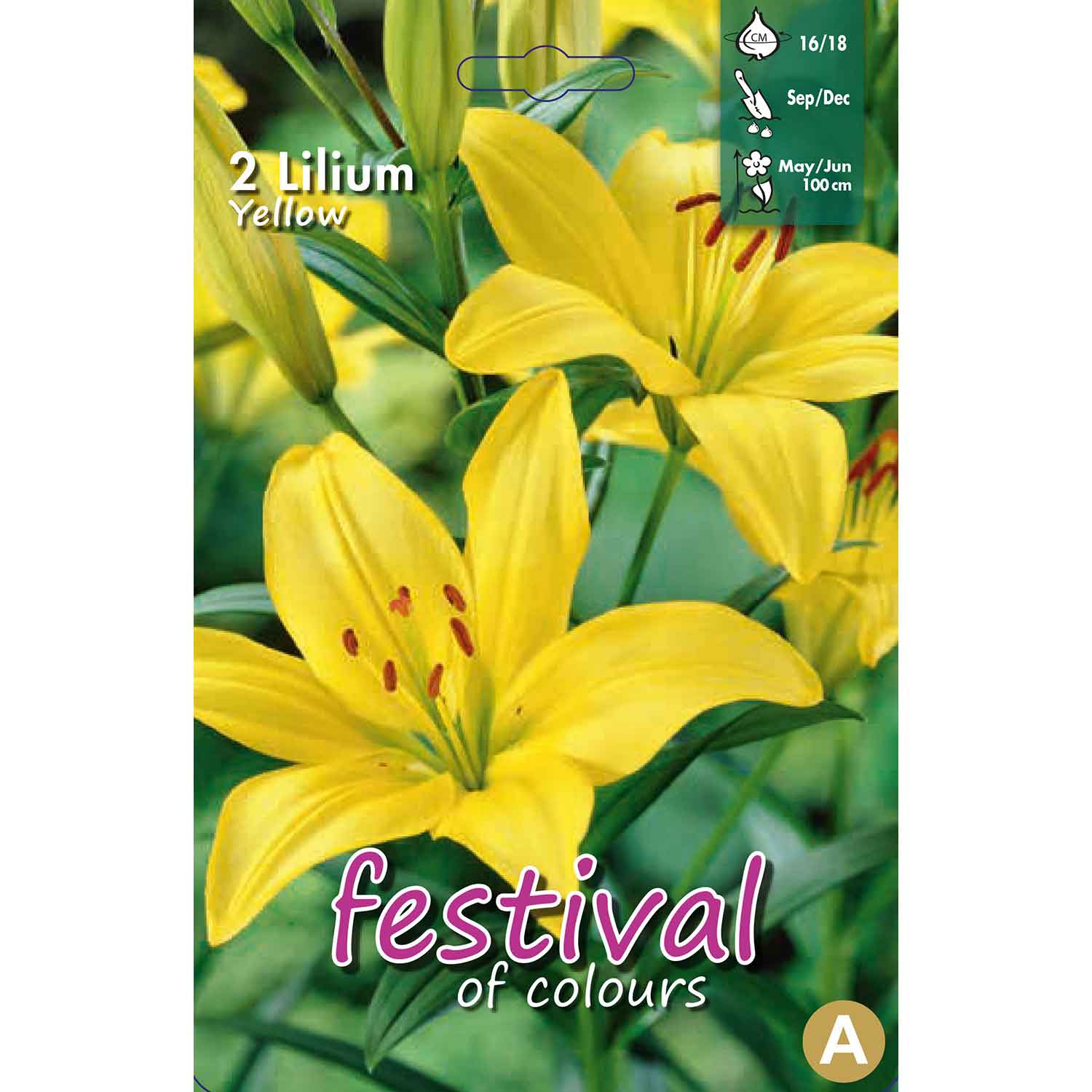 Lilium Yellow La Hybride 16/18