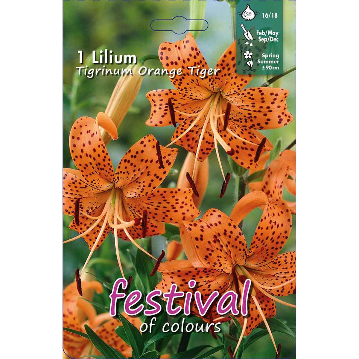 Tiger lily - Lilium Orange Tiger - 1 pc. - 16-18